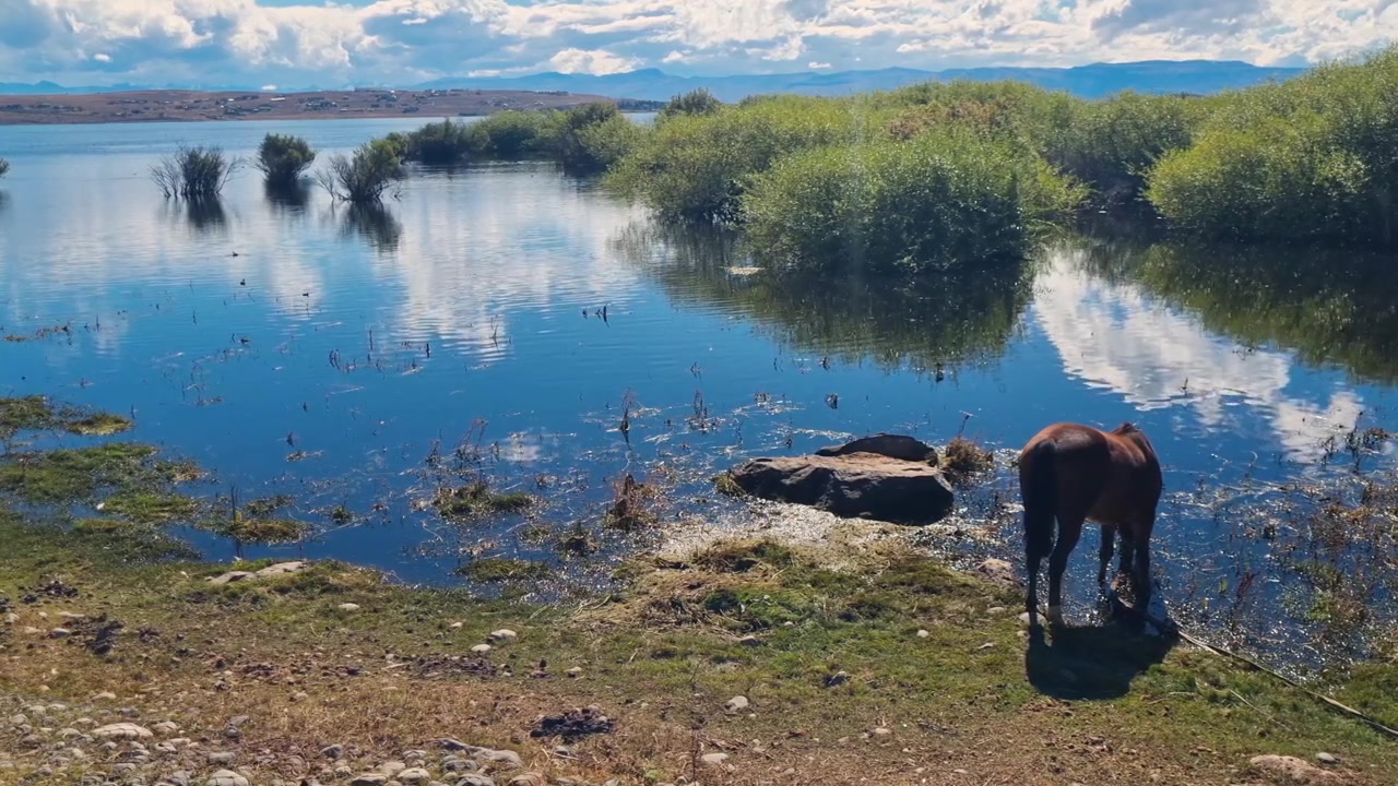 Caballo bebiendo agua en la orilla del Lago Argentino en El Calafate, Argentina, con exuberante vegetación patagónica de fondo y su reflejo en las aguas tranquilas y claras
