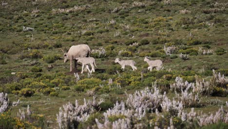 pan a través del prado salvaje con ovejas lanudas y sus pequeños corderos flacos