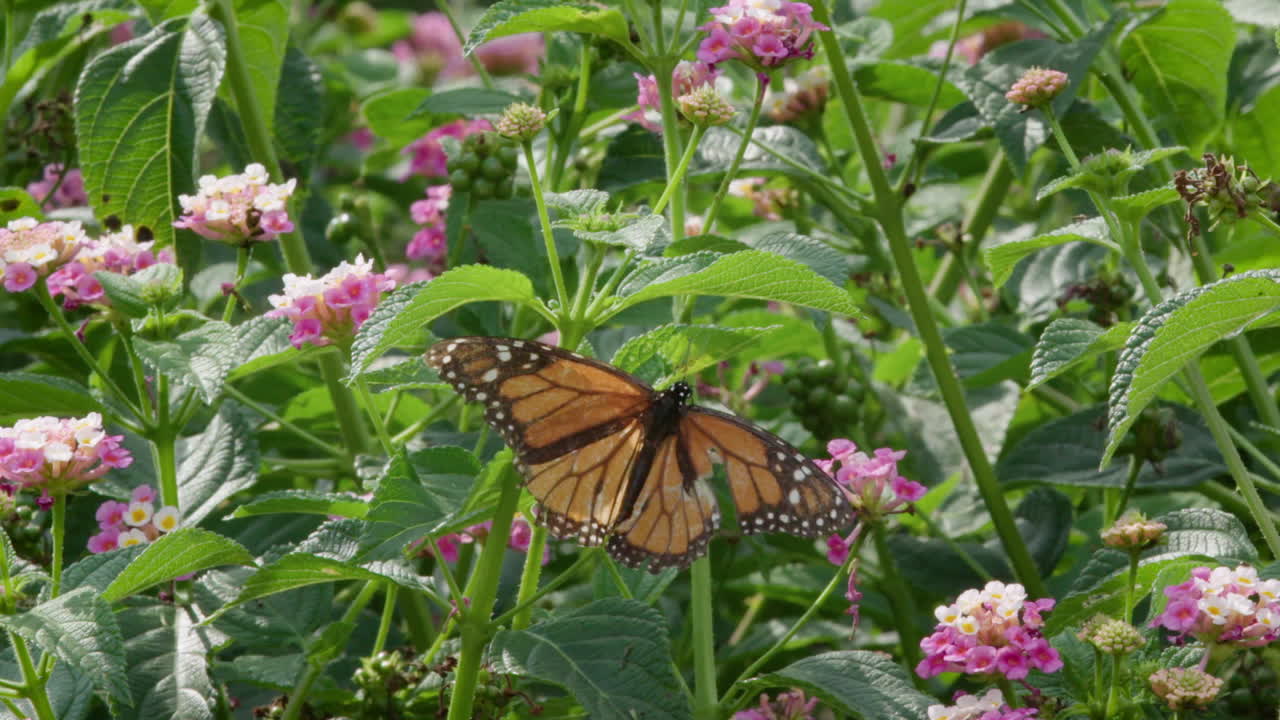 Farfalla monarca su fiori di Lantana