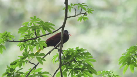 male montezuma oropendola vocalizing while displaying typical bowing behaviour