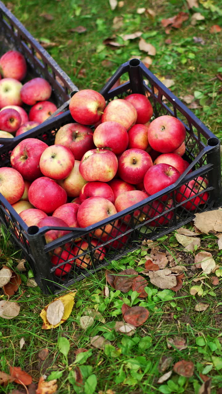 Ripe red apples collected in plastic boxes. Male farmer bringing the box with green apples and puts it on the ground. Top view. Vertical video