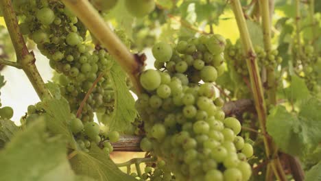 sauvignon blanc maduro en racimos espera la cosecha en las vides