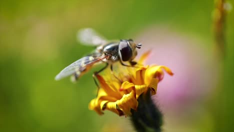 wasp collects nectar from flower crepis alpina slow motion.