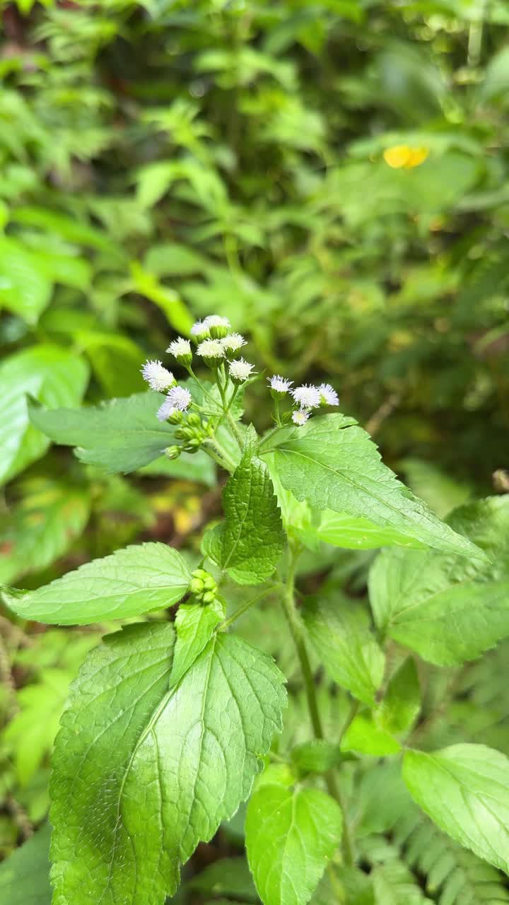 Primo piano di una pianta verde con piccoli fiori bianchi che ondeggiano dolcemente