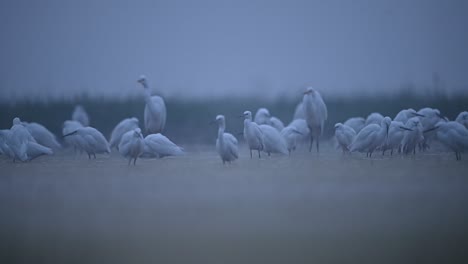 bandada de garzas en la orilla del lago en la mañana brumosa