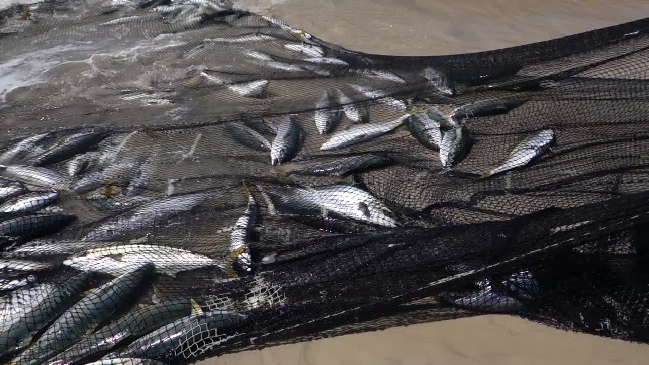 fish caught in the net