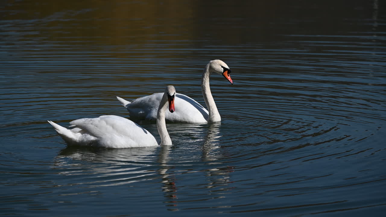 White swan diving with legs up while another swan floats nearby