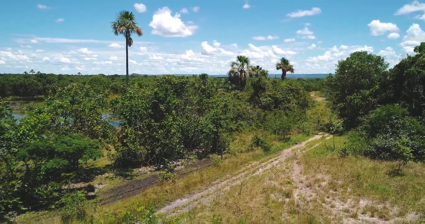 Sentiero rurale sabbioso che attraversa una zona umida di palme buriti e vegetazione del cerrado vicino ad Arinos, Minas Gerais, Brasile, all'interno dell'ecosistema dell'Altopiano di Urucuia e del bacino del São Francisco. Discesa obliqua all'indietro con drone.