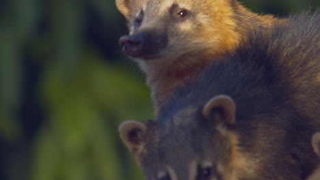 un grupo de lindos coatíes jugando en la selva amazónica - aislado de cerca