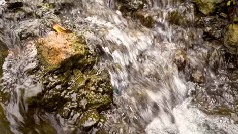 nature little waterfall crystal clear water falling down the rock of mountain stream, wild river rapids with flowing water, peaceful scenic creek in forest, water bubbles