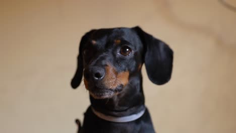 close up of black and tan miniature dachshund crying in front of camera