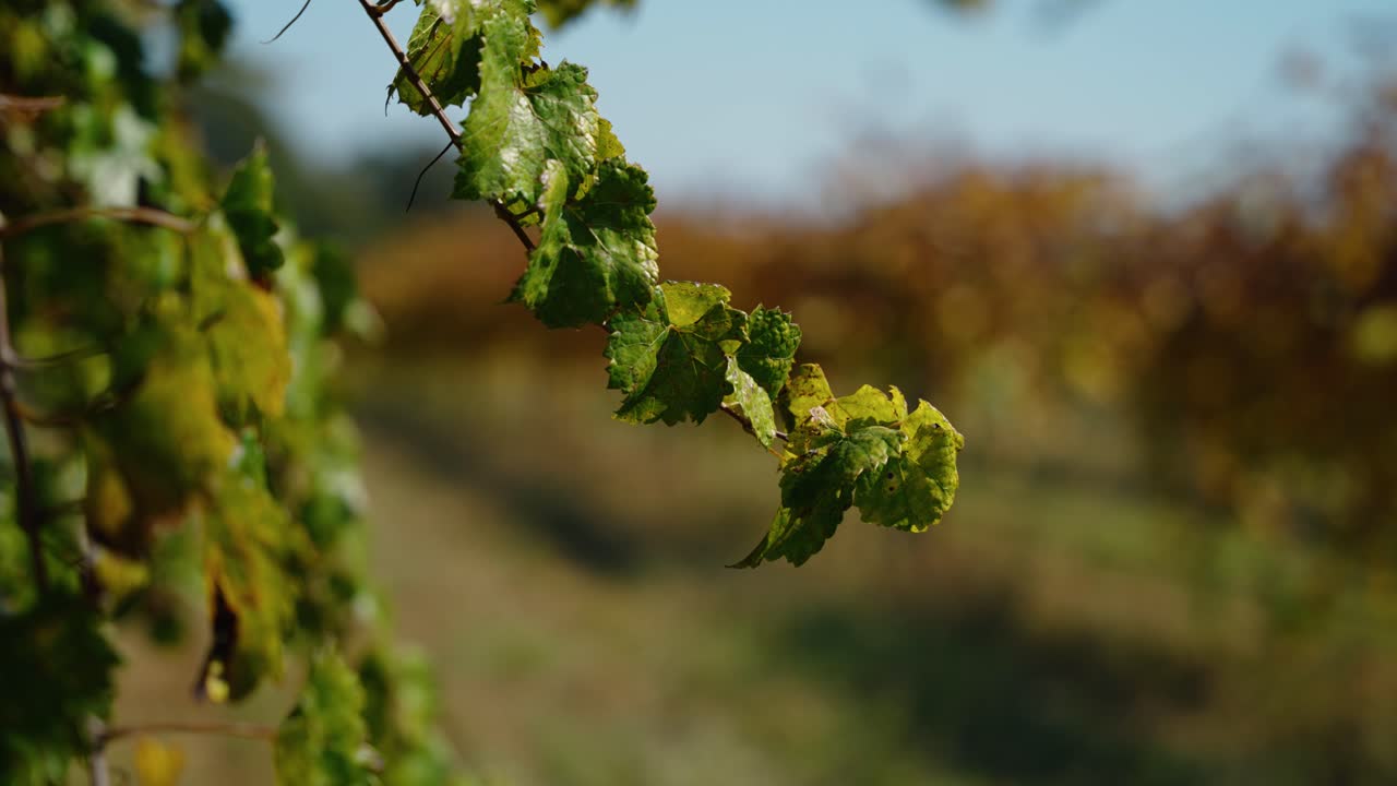 Close-up shot of green vineyard leaves gently blowing in the breeze, set against the backdrop of a sunny rural vineyard. Captures the natural textures and fall colors of the South Georgia countryside.