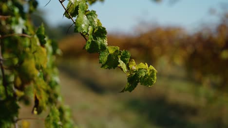 close-up shot of green vineyard leaves gently blowing in the breeze, set against the backdrop of a sunny rural vineyard. captures the natural textures and fall colors of the south georgia countryside.