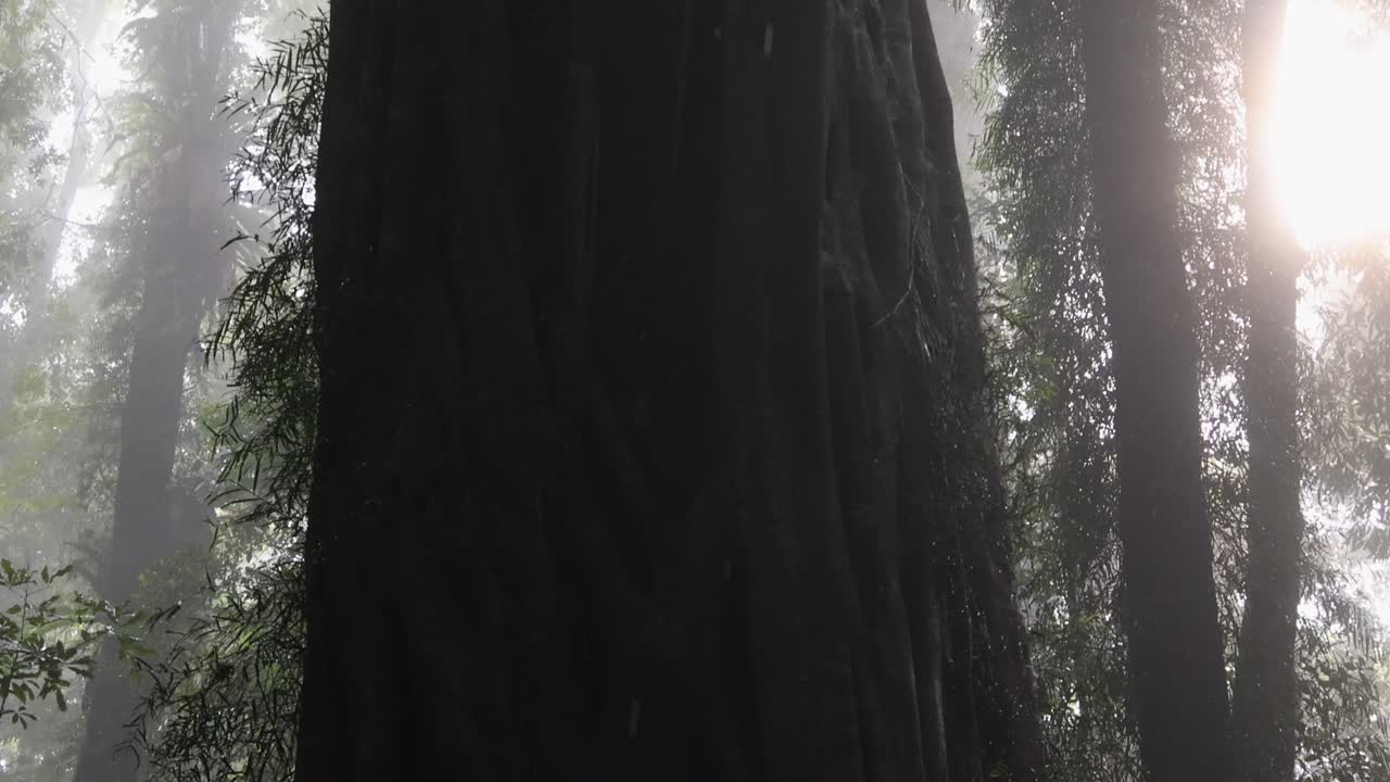 Luce solare che penetra attraverso la nebbia in una fitta foresta