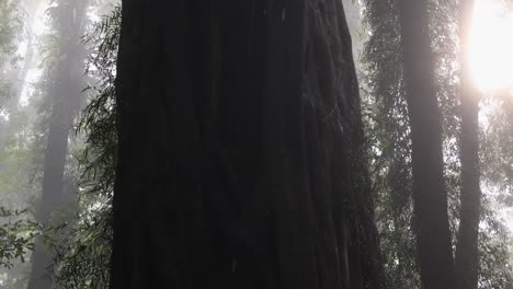 sunlight piercing through fog in a dense forest