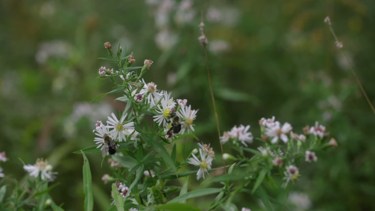Two bees searching for pollen.