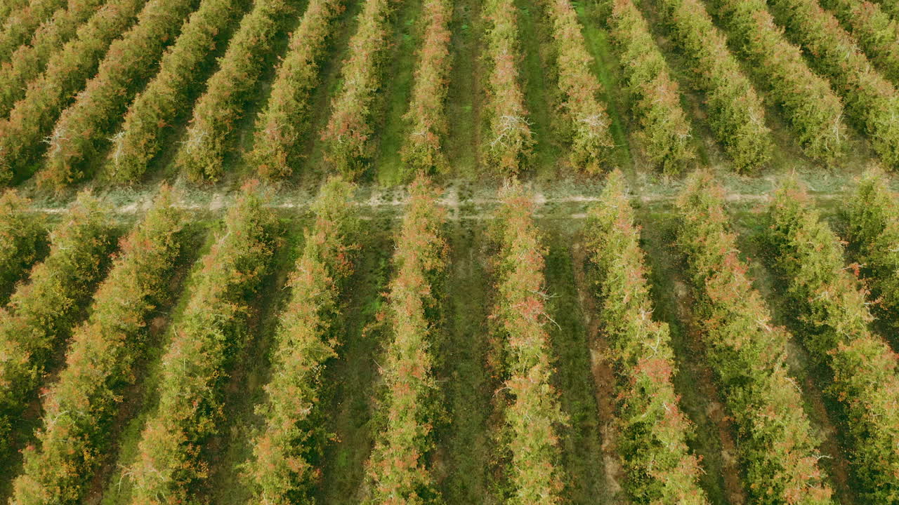 una vista aérea de un huerto