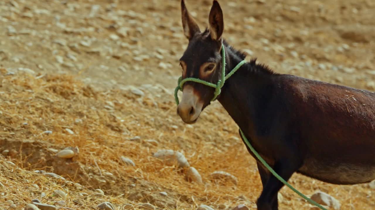 Slowmotion donkey walking in morocco fields in summer