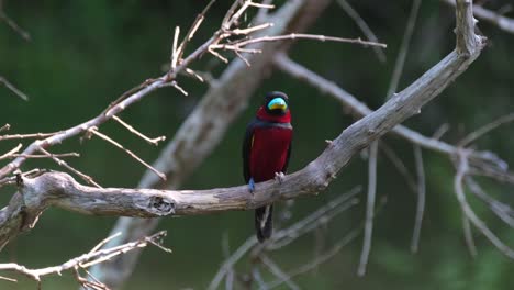 Looking-straight-to-the-camera-and-then-to-its-right,-Black-and-red-Broadbill,-Cymbirhynchus-macrorhynchos,-Kaeng-Krachan-National-Park,-Thailand