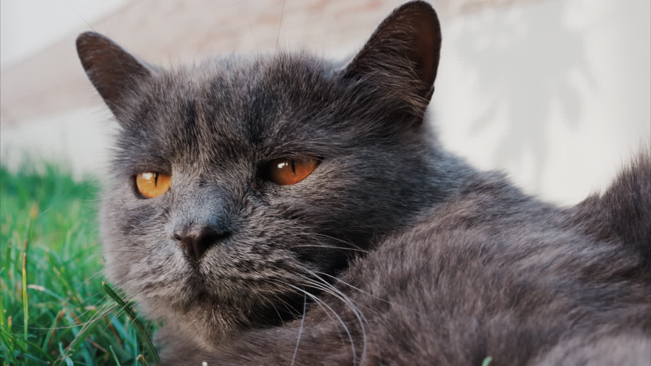 Relaxed grey British Shorthair cat resting on green grass under soft daylight