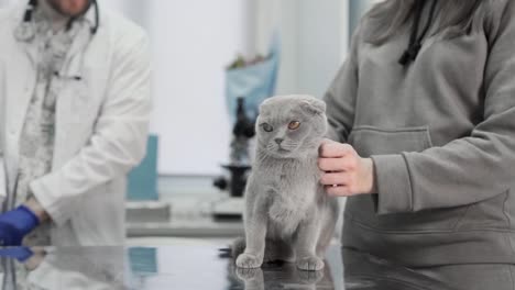 Preparación-Para-Un-Examen-De-Gato-En-La-Clínica