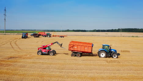 harvesting wheat field with tractors