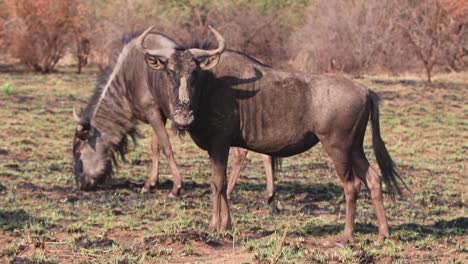 Schlammiger-Gnu-Wachposten,-Der-Wache-Steht,-Während-Die-Herde-Weidet