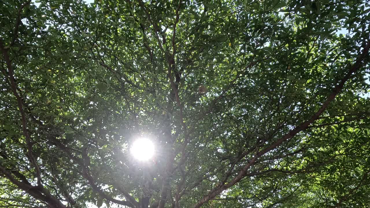 Sunlight piercing lush tree foliage overhead.