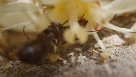 la hormiga hormiga come néctar en la fotinia x fraseri, la fotinia de punta roja, la flor macro de primer plano en la naturaleza