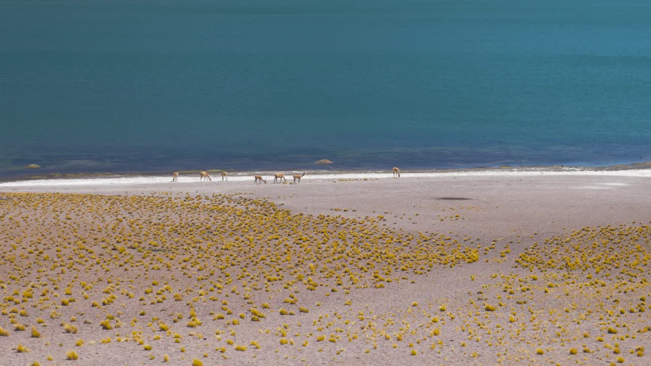 산 의 건조 한 사막 에 있는 파란 호수 근처 에 있는 라마 들 의 무리