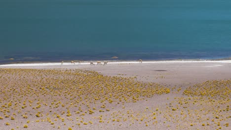 Herd-of-Llamas-Near-a-Blue-Lake-in-the-Mountains-Dry-Desert