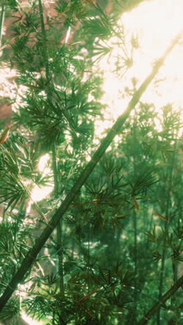 a close-up of a bamboo forest with sunlight shining through the leaves