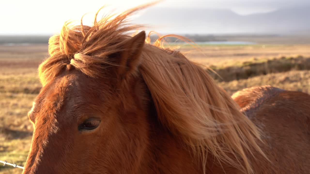 hermoso caballo marrón islandés se encontró en el medio de las calles, al norte de islandia