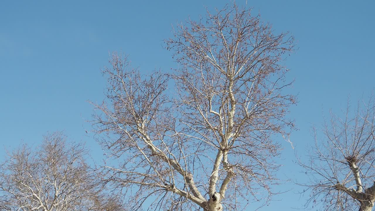 파란 하늘을 배경으로 벌거벗은 가지가 있는 나무