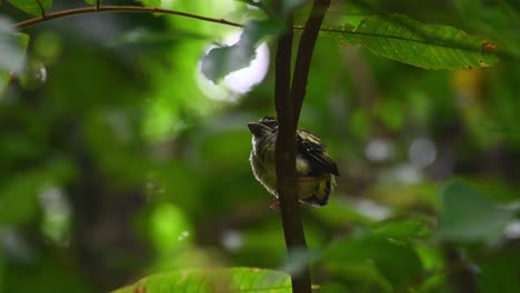 泰國的黑黃大 (eurylaimus ochromalus)