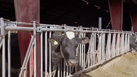 cows feeding process on modern farm