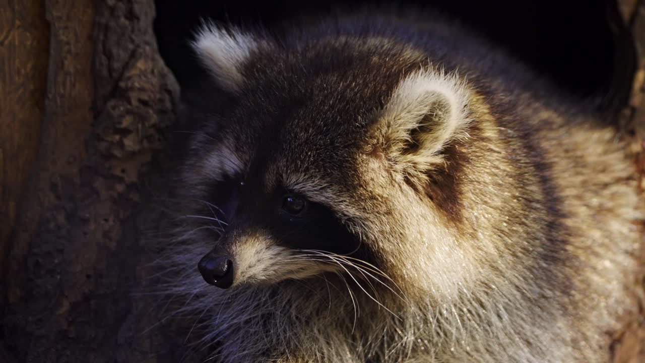 Raccoon Portrait