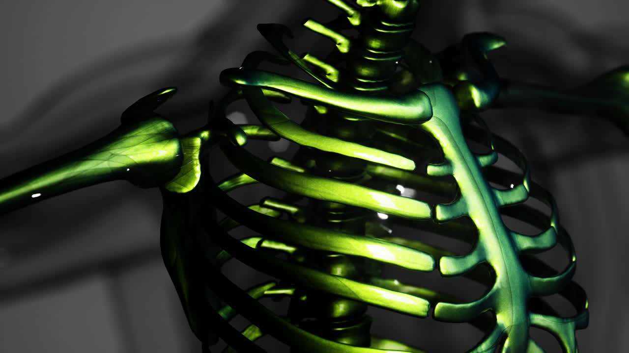 illustrazione di anatomia dello scheletro umano