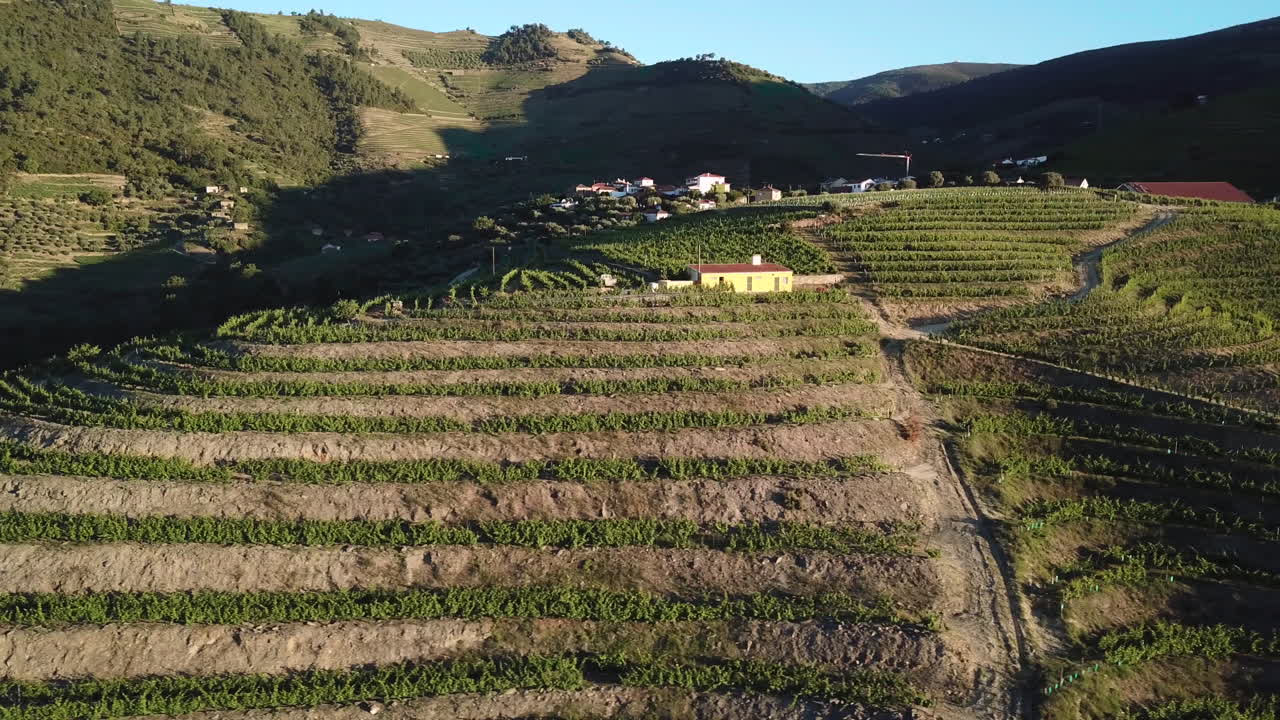 Veduta aerea di un vigneto ricco di terrazzamenti e filari di viti su una collina nella Valle del Douro.