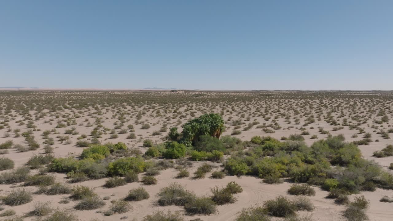volando hacia un oasis en el desierto, disparos de drones aéreos acercándose a árboles verdes en medio del árido arbusto del desierto de california, cielos azules arriba