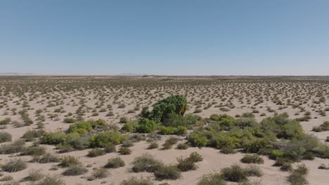 flying towards a desert oasis, aerial drone shot approaching green trees in middle of arid california desert shrub, blue skies above