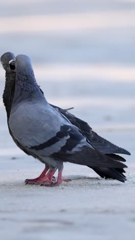 dos palomas que muestran comportamiento de apareamiento en la arena