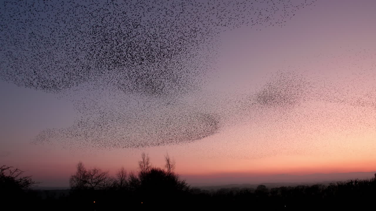 스털링의 소문과 그들의 형성은 조용한 일몰의 배경에 있습니다.