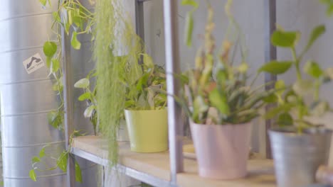 three green plants with plant pots standing in a wooden shelf in a vintage looking modern cafe