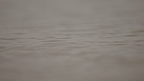 calm, super slow-motion footage of a tranquil water surface in a nature reserve