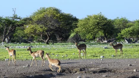 Alarmierende-Impala-Antilopen-Laufen-Zwischen-Gelben-Wildblumen,-Etosha-Nationalpark,-Namibia