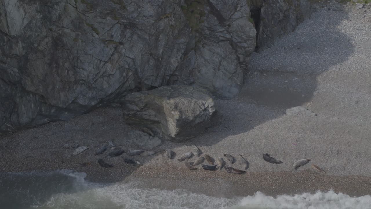 Panning from left to right, the shot begins with a view of a rocky cliff with sign of coastal erosion dressed with green moss. The camera moves to reveal a family of seals sleeping on a sandy beach