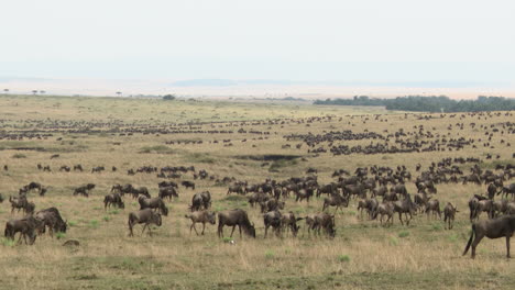 Blue-Wildebeest-big-herd-migrating-over-the-Serengeti-plains,-Tanzania