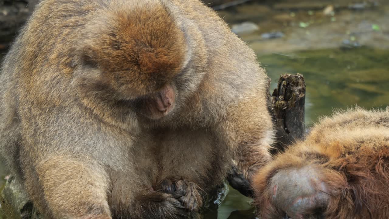 две обезьяны ухаживают друг за другом возле мелководья в спокойной естественной обстановке