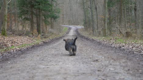 Lindo-Cachorro-Corriendo-Rápido-Hacia-Un-Enorme-Bosque-En-Un-Camino-De-Tierra-Durante-El-Invierno-En-Cámara-Súper-Lenta-En-Stuttgart,-Alemania